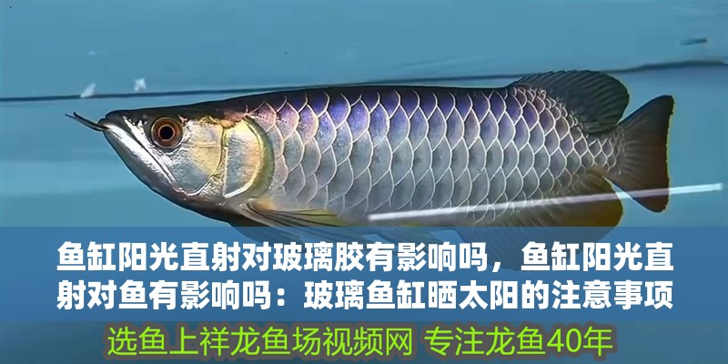 魚缸陽光直射對玻璃膠有影響嗎，魚缸陽光直射對魚有影響嗎：玻璃魚缸曬太陽的注意事項