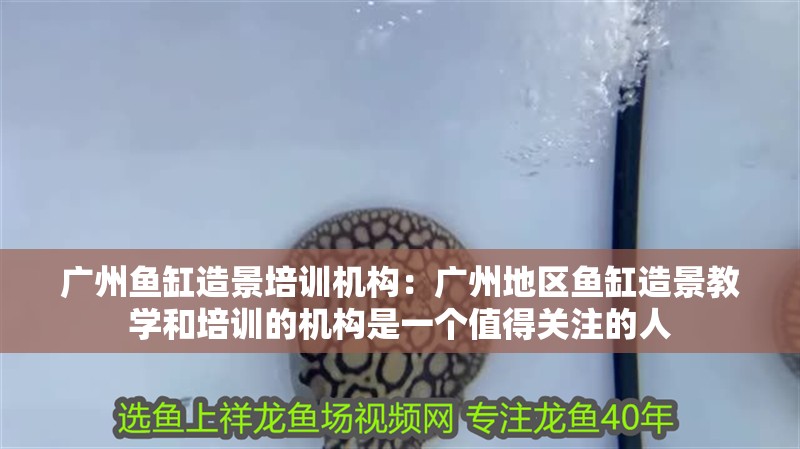 廣州魚缸造景培訓機構：廣州地區魚缸造景教學和培訓的機構是一個值得關注的人