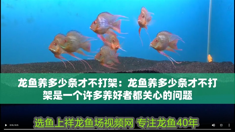 龍魚養(yǎng)多少條才不打架：龍魚養(yǎng)多少條才不打架是一個許多養(yǎng)好者都關(guān)心的問題 龍魚養(yǎng)多少條才不打架：龍魚養(yǎng)多少條才不打架是一個許多養(yǎng)好者都關(guān)心的問題 龍魚百科