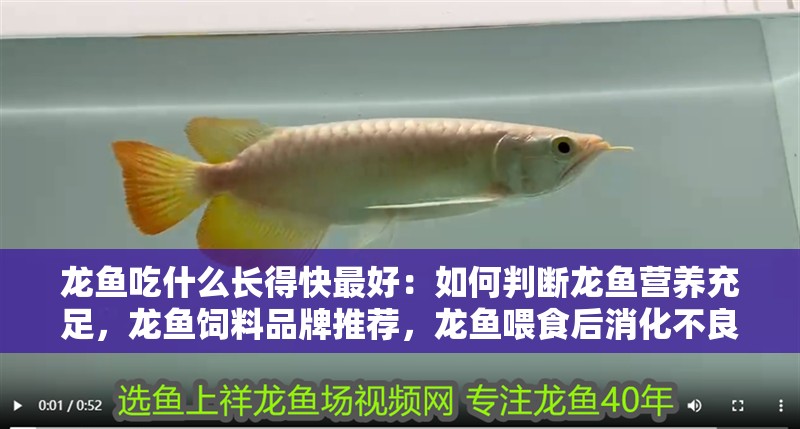 龍魚吃什么長得快最好：如何判斷龍魚營養充足，龍魚飼料品牌推薦，龍魚喂食后消化不良處理