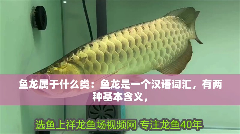 魚龍屬于什么類：魚龍是一個漢語詞匯，有兩種基本含義，