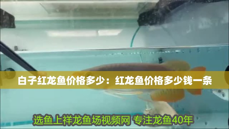 白子紅龍魚價格多少：紅龍魚價格多少錢一條