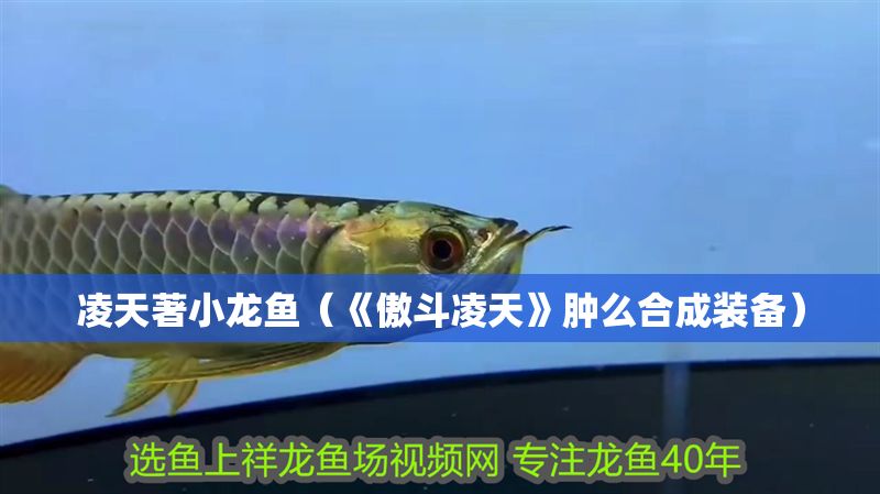 凌天著小龍魚（《傲斗凌天》腫么合成裝備）
