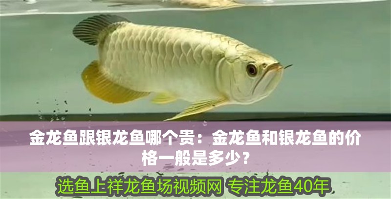 金龍魚跟銀龍魚哪個貴：金龍魚和銀龍魚的價格一般是多少？ 金龍魚跟銀龍魚哪個貴：金龍魚和銀龍魚的價格一般是多少？ 龍魚百科