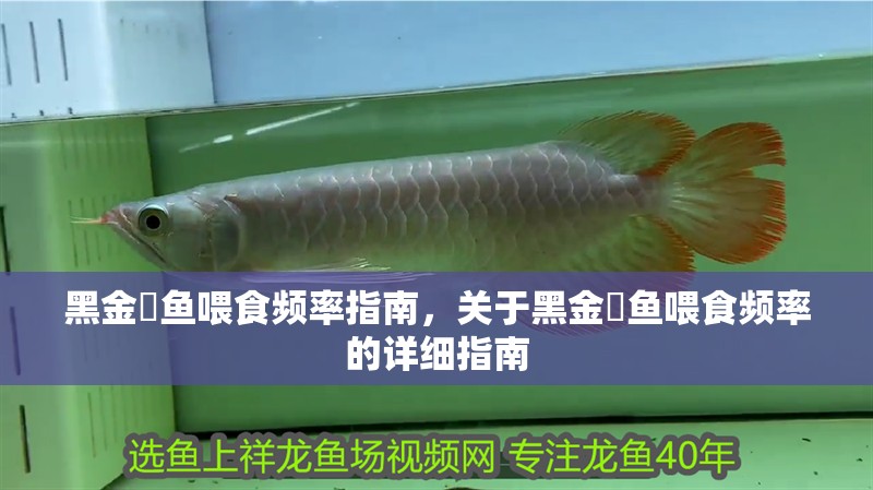 黑金魟魚喂食頻率指南，關于黑金魟魚喂食頻率的詳細指南 黑金魟魚喂食頻率指南，關于黑金魟魚喂食頻率的詳細指南 魚缸百科