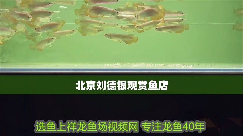 <strong><mark>北京</mark></strong>劉德銀觀賞魚店