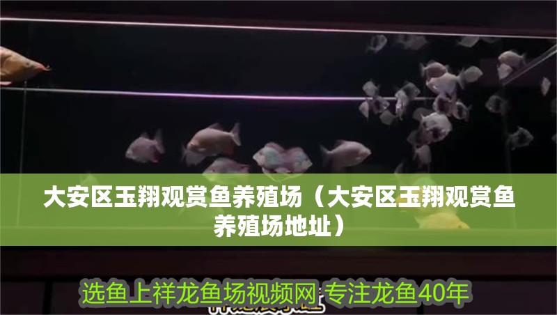 <strong><mark>大安</mark></strong>區玉翔觀賞魚養殖場（<strong><mark>大安</mark></strong>區玉翔觀賞魚養殖場地址）