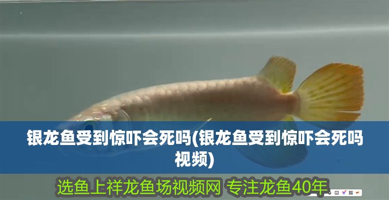 銀龍魚受到驚嚇會死嗎(銀龍魚受到驚嚇會死嗎視頻)