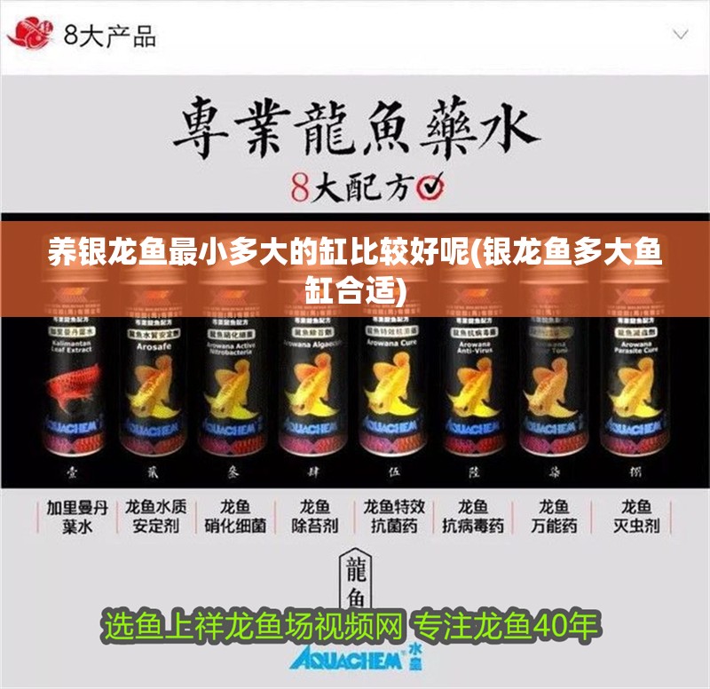 養銀龍魚最小多大的缸比較好呢(銀龍魚多大魚缸合適)