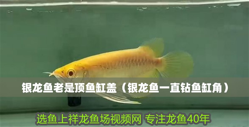 銀龍魚老是頂魚缸蓋（銀龍魚一直鉆魚缸角）