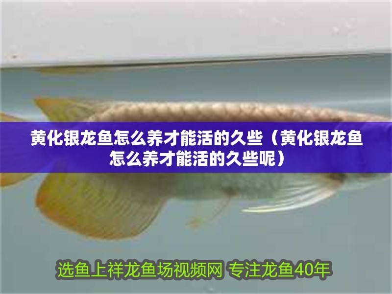 黃化銀龍魚怎么養才能活的久些（黃化銀龍魚怎么養才能活的久些呢） 黃化銀龍魚怎么養才能活的久些（黃化銀龍魚怎么養才能活的久些呢） 銀龍魚百科
