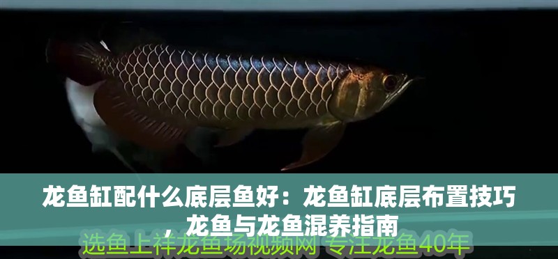 龍魚缸配什么底層魚好：龍魚缸底層布置技巧，龍魚與龍魚混養指南