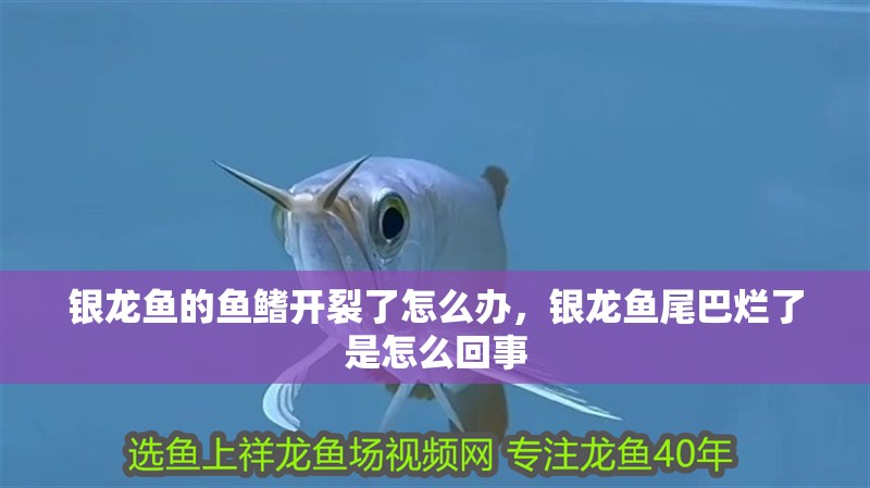 銀龍魚的魚鰭開裂了怎么辦，銀龍魚尾巴爛了是怎么回事 銀龍魚的魚鰭開裂了怎么辦，銀龍魚尾巴爛了是怎么回事 銀龍魚百科