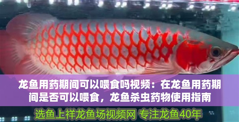 龍魚用藥期間可以喂食嗎視頻：在龍魚用藥期間是否可以喂食，龍魚殺蟲藥物使用指南 龍魚用藥期間可以喂食嗎視頻：在龍魚用藥期間是否可以喂食，龍魚殺蟲藥物使用指南 龍魚百科