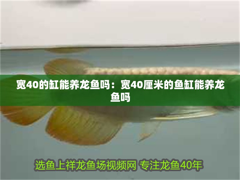 寬40的缸能養龍魚嗎：寬40厘米的魚缸能養龍魚嗎