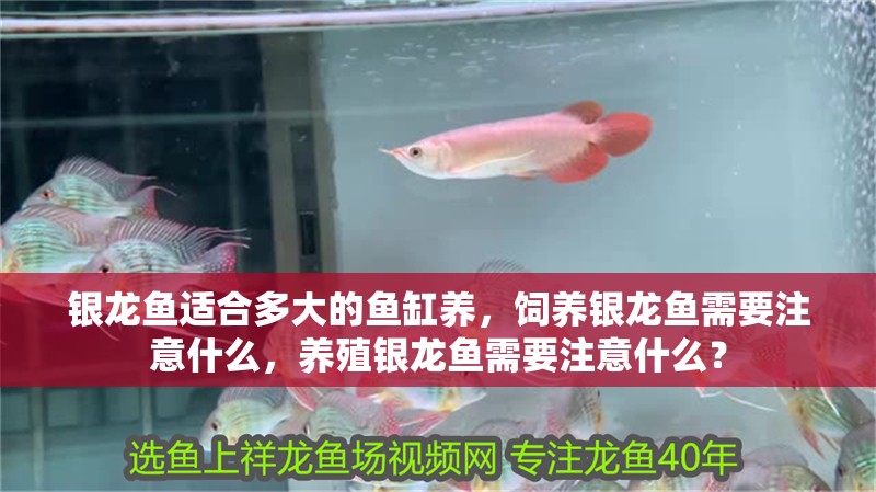 銀龍魚適合多大的魚缸養(yǎng)，飼養(yǎng)銀龍魚需要注意什么，養(yǎng)殖銀龍魚需要注意什么？