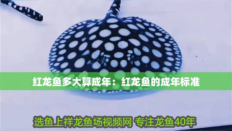 紅龍魚(yú)多大算成年：紅龍魚(yú)的成年標(biāo)準(zhǔn)
