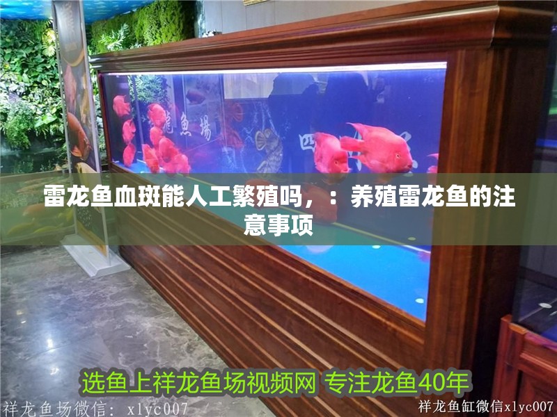 雷龍魚血斑能人工繁殖嗎，：養殖雷龍魚的注意事項