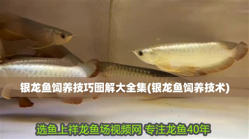 銀龍魚飼養技巧圖解大全集(銀龍魚飼養技術)