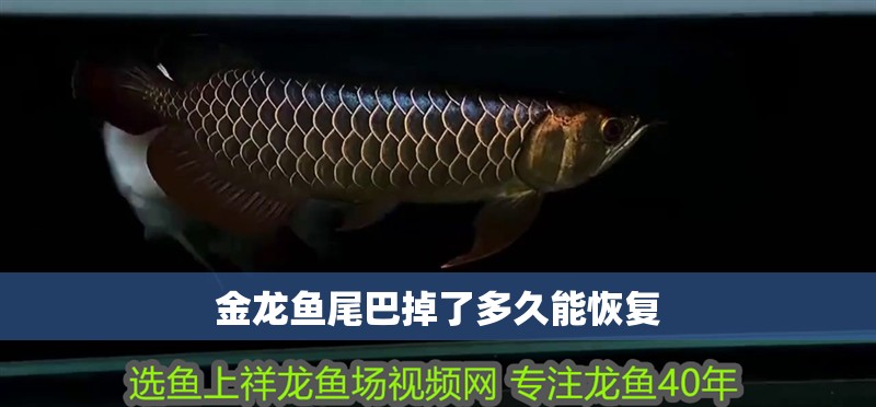 金龍魚尾巴掉了多久能恢復