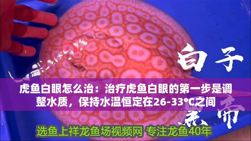 虎魚白眼怎么治：治療虎魚白眼的第一步是調整水質，保持水溫恒定在26-33℃之間
