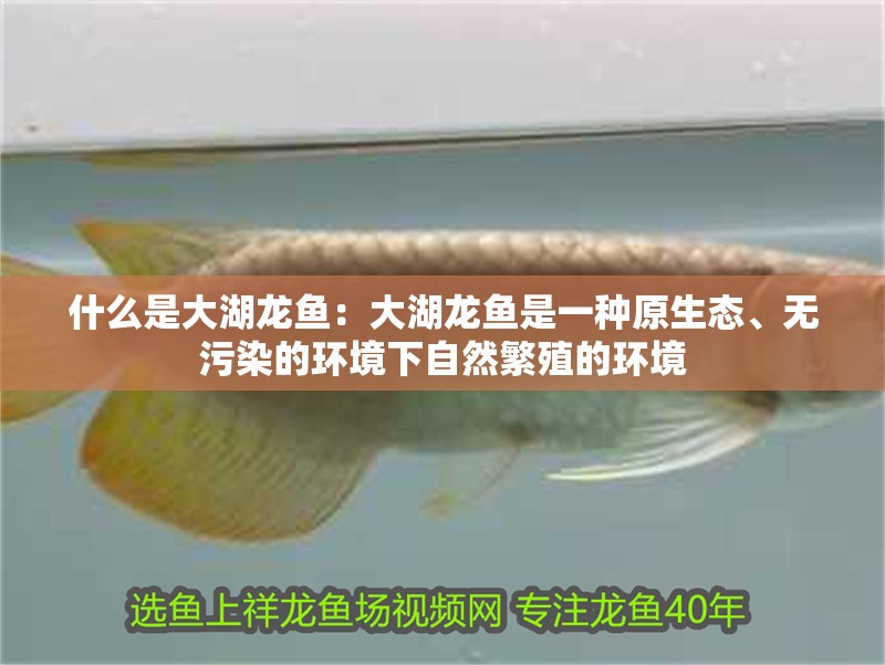 什么是大湖龍魚(yú)：大湖龍魚(yú)是一種原生態(tài)、無(wú)污染的環(huán)境下自然繁殖的環(huán)境