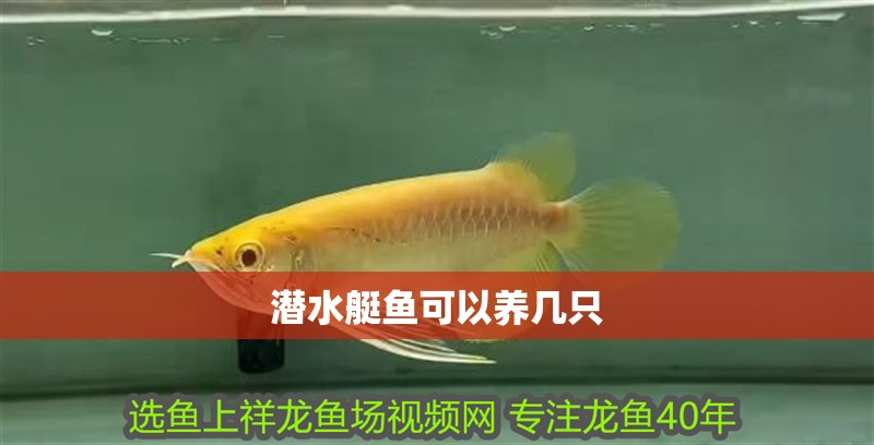 潛水艇魚可以養(yǎng)幾只