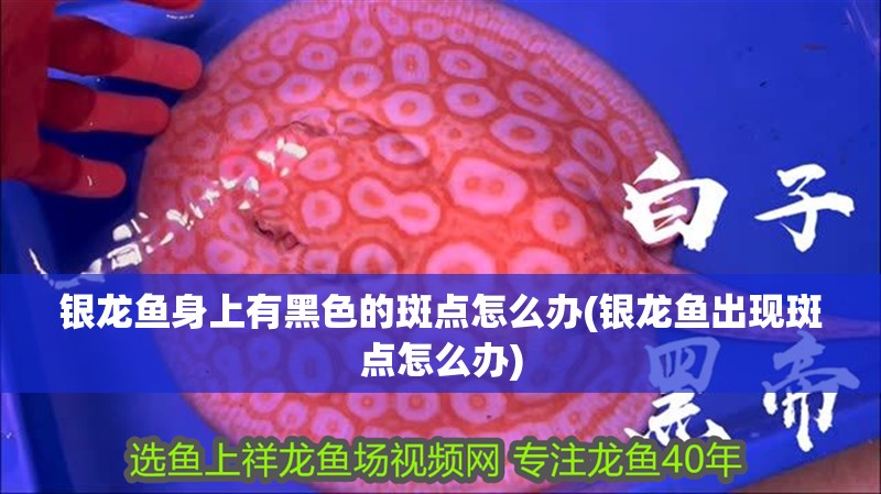 銀龍魚身上有黑色的斑點怎么辦(銀龍魚出現(xiàn)斑點怎么辦)
