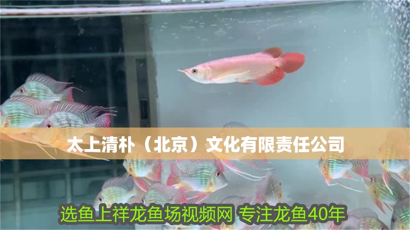 太上清樸（<strong><mark>北京</mark></strong>）文化有限責任公司