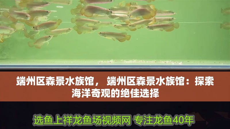端州區森景水族館， 端州區森景水族館：探索海洋奇觀的絕佳選擇