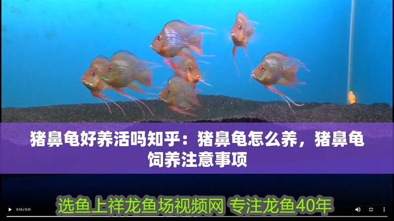 豬鼻龜好養活嗎知乎：豬鼻龜怎么養，豬鼻龜飼養注意事項