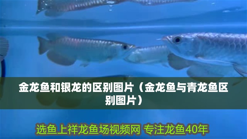 金龍魚和銀龍的區別圖片（金龍魚與青龍魚區別圖片）