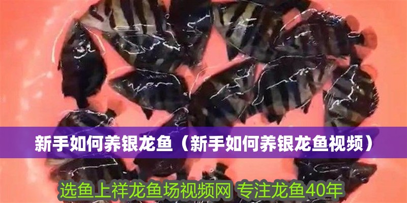 新手如何養銀龍魚（新手如何養銀龍魚視頻）