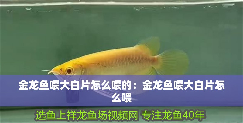 金龍魚喂大白片怎么喂的：金龍魚喂大白片怎么喂