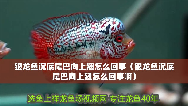 銀龍魚沉底尾巴向上翹怎么回事（銀龍魚沉底尾巴向上翹怎么回事啊）