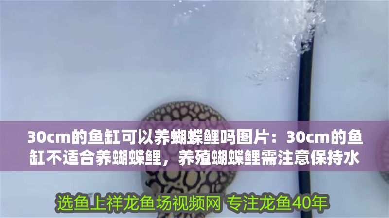30cm的魚缸可以養蝴蝶鯉嗎圖片：30cm的魚缸不適合養蝴蝶鯉，養殖蝴蝶鯉需注意保持水質清潔 30cm的魚缸可以養蝴蝶鯉嗎圖片：30cm的魚缸不適合養蝴蝶鯉，養殖蝴蝶鯉需注意保持水質清潔 魚缸百科 第1張