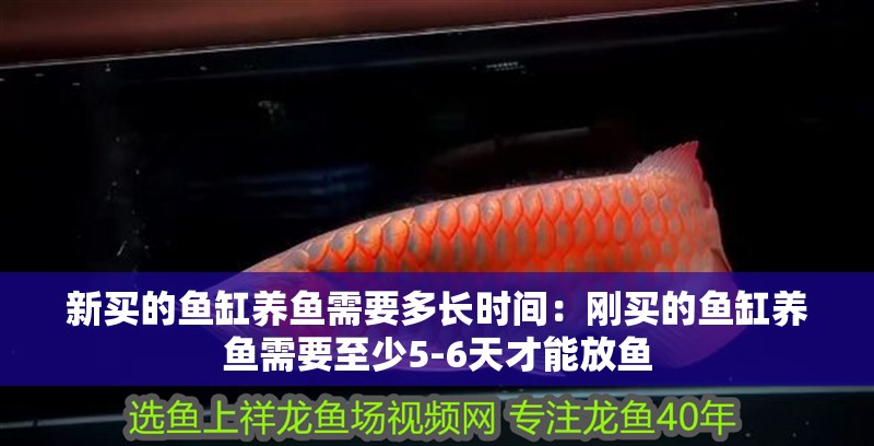 新買(mǎi)的魚(yú)缸養(yǎng)魚(yú)需要多長(zhǎng)時(shí)間：剛買(mǎi)的魚(yú)缸養(yǎng)魚(yú)需要至少5-6天才能放魚(yú)