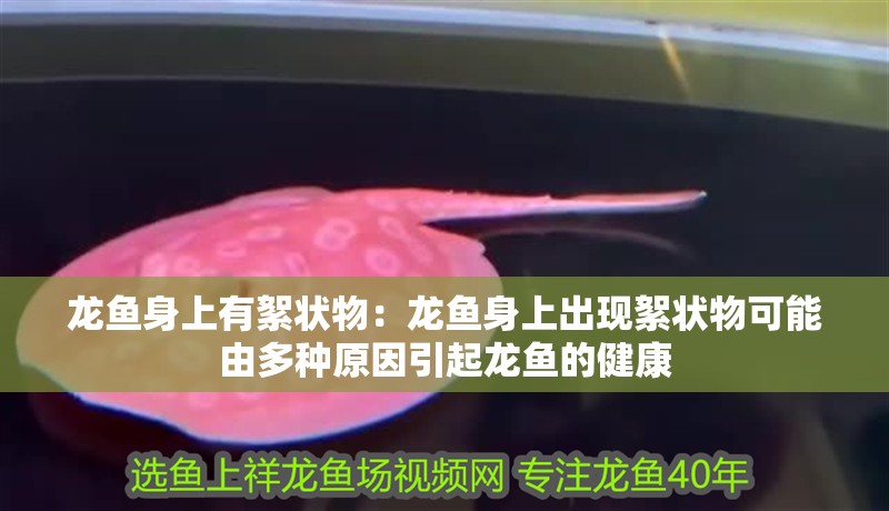 龍魚身上有絮狀物：龍魚身上出現(xiàn)絮狀物可能由多種原因引起龍魚的健康