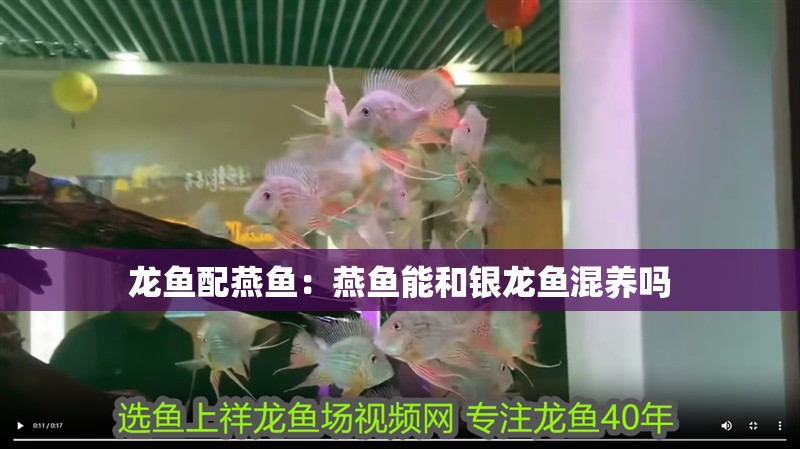 龍魚配燕魚：燕魚能和銀龍魚混養嗎 龍魚配燕魚：燕魚能和銀龍魚混養嗎 銀龍魚百科