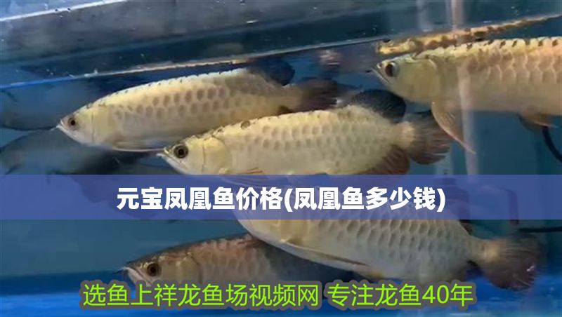 元寶鳳凰魚價格(鳳凰魚多少錢) 元寶鳳凰魚價格(鳳凰魚多少錢) 元寶鳳凰魚百科 第1張