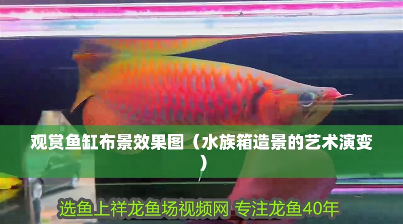 觀賞魚缸布景效果圖（水族箱造景的藝術演變）