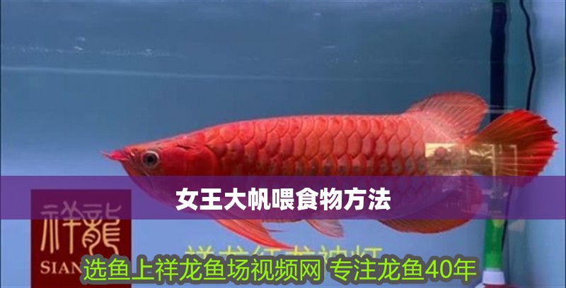 女王大帆喂食物方法