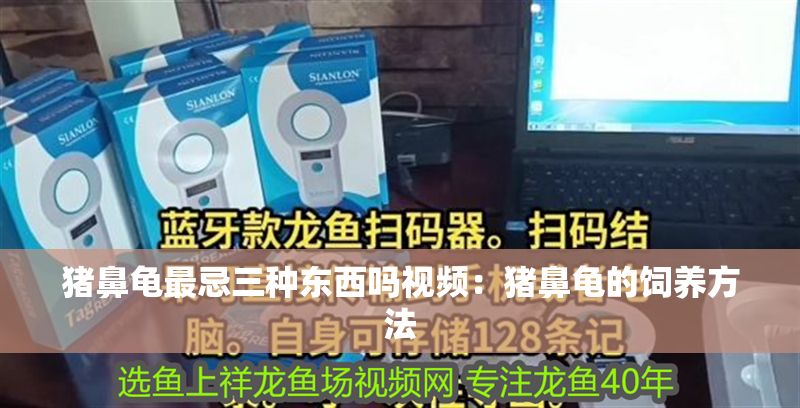 豬鼻龜最忌三種東西嗎視頻：豬鼻龜?shù)娘曫B(yǎng)方法