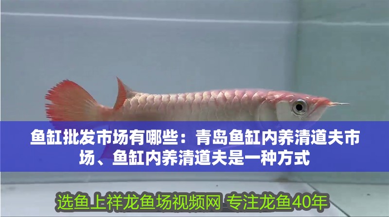 魚缸批發市場有哪些：青島魚缸內養清道夫市場、魚缸內養清道夫是一種方式