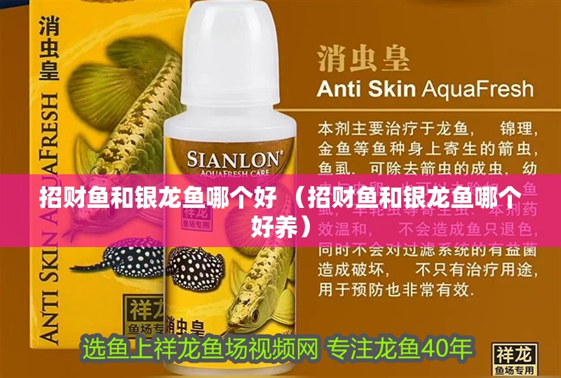 招財魚和銀龍魚哪個好 （招財魚和銀龍魚哪個好養(yǎng)）