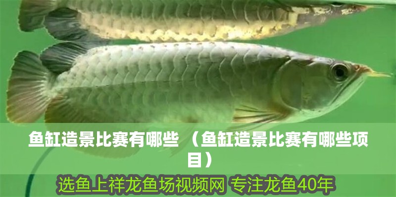 魚缸造景比賽有哪些 （魚缸造景比賽有哪些項目）