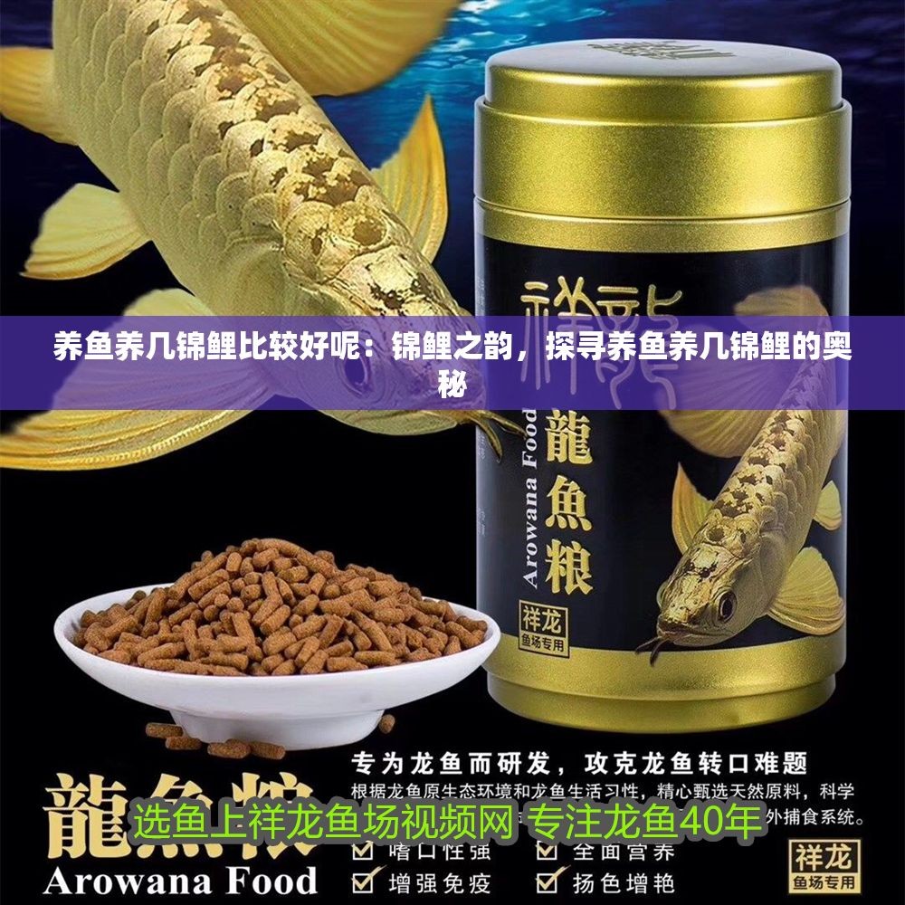 養魚養幾錦鯉比較好呢：錦鯉之韻，探尋養魚養幾錦鯉的奧秘