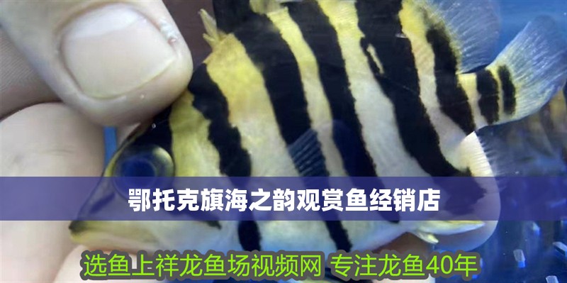 鄂托克旗海之韻觀賞魚經銷店