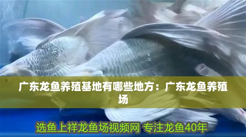 廣東龍魚養殖基地有哪些地方：廣東龍魚養殖場