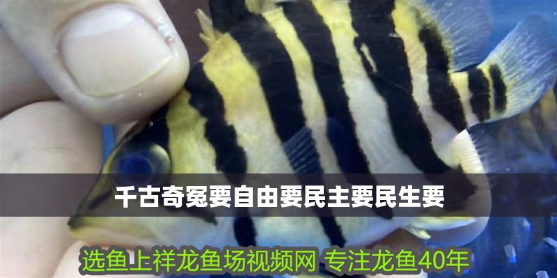 千古奇冤要自由要民主要民生要